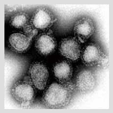 インフルエンザウイルス